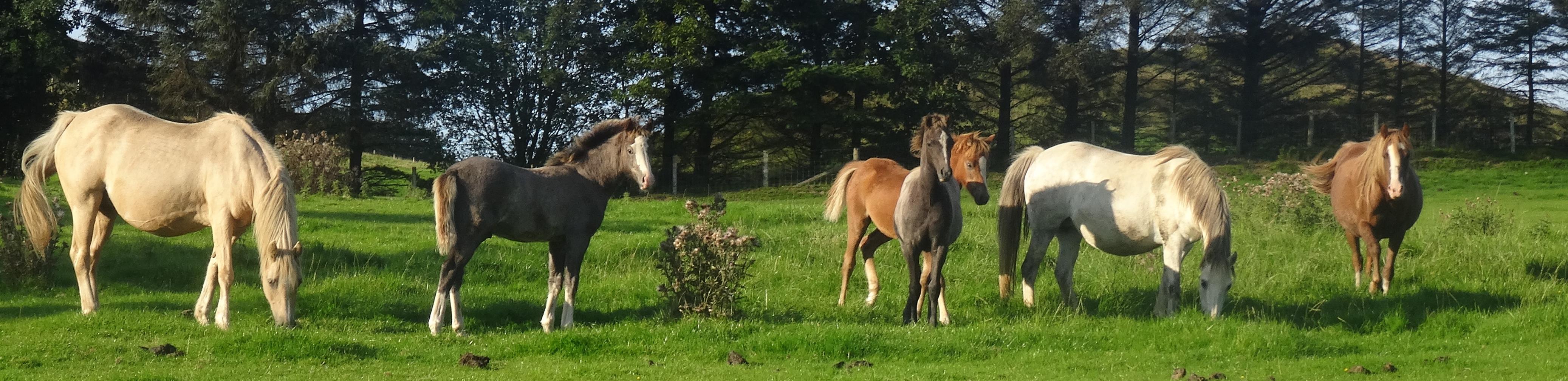 Blaenpentre and Blaenpentir Welsh Ponies